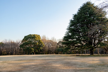 Wall Mural - Aoba no Mori Park in Chiba City, Chiba Prefecture, Japan