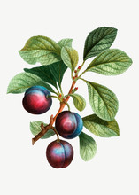Ripe Plums On A Branch