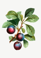 Wall Mural - Ripe plums on a branch