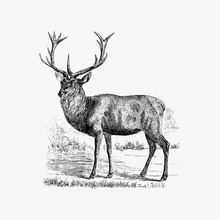 Red Deer Shade Drawing