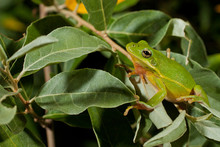 Green Tree Frog - Hyla Cinerea