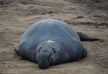Ano Nuevo Elephant Seals