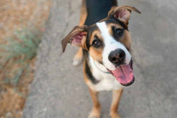 Dog playing outside smiles.Curious dog looking at the camera.Close-up of a young mix breed dog head outdoors in nature sticking out his tongue.Homeless mongrel dog waiting for a new owner.