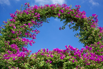 Canvas Print - Bougainvillea flowers are blooming in the garden.