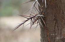 Thorns Of A Honey Locust Tree Growing From The Bark