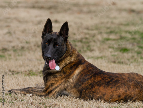 Dutch Shepherd Dog Laying Down Looking At The Camera With Blank