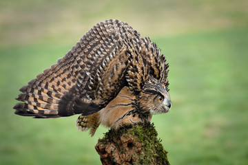 Poster - an eagle Owl in a threat or defensive posture, with feathers ruffled to increase apparent size. The head is lowered, and wings spread out and pointing down. 