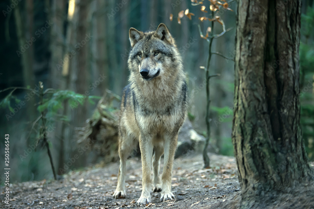 European gray wolf (Canis lupus lupus) Stock Photo | Adobe Stock