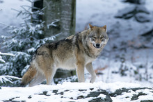 European Gray Wolf (Canis Lupus Lupus)