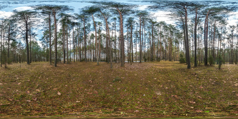 Wall Mural - full spherical hdri panorama 360 degrees angle view on pedestrian footpath and bicycle lane path in pinery forest in equirectangular projection. VR AR content