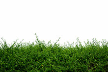 Green Tree Fence On White Background