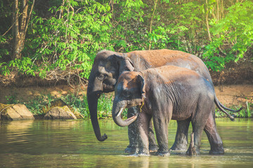 Wild elephant in the beautiful forest, Thailand