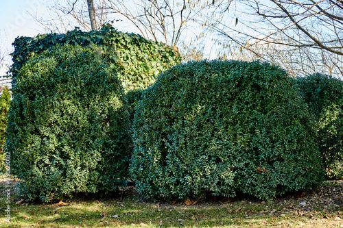 Large Evergreen Shrubs Boxwood On The Background Of Garden Designs - Evergreen Garden Designs Large Evergreen Shrubs Boxwood On The Background Of Garden Designs - Evergreen Garden Designs