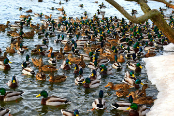 ducks in water