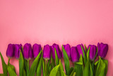 Fototapeta Tulipany - beautiful purple tulips on pink background. February 14 card, Valentine's day. Flower delivery. 8 March, International Happy Women's Day, Birthday, Mothers day