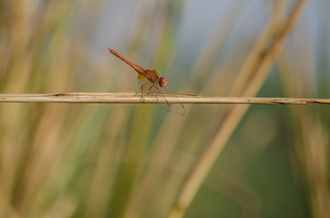 lovely-butterfly