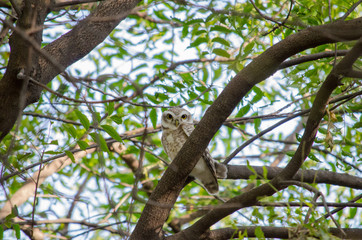 owl on a tree