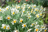 Fototapeta Tulipany - Narcissus flowers flower bed with drift yellow. White double daffodil flowers narcissi daffodils. Narcissus flower also known as daffodil, daffadowndilly, narcissus, and jonquil.