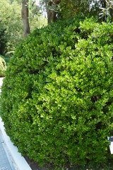 Boxwood evergreen boxwood Bush along the Park alley on a Sunny day, vertical shot