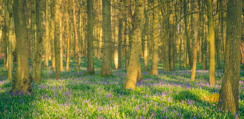 Wall Mural - through the trees in dockey wood