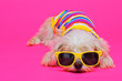 © Natallia Vintsik - funny dog with sunglasses