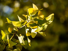 Gingko Leaves Turning Yellow In Early Fall