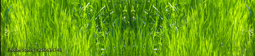 Grass green blurred background