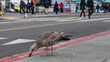 bird on street