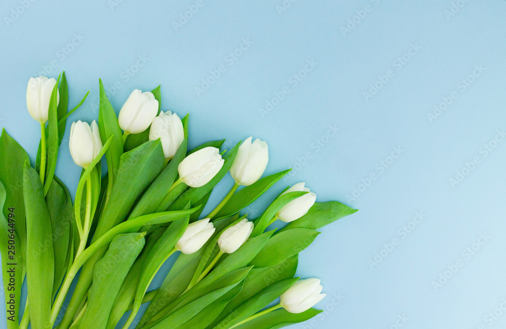 White gentle tulips on blue background. Holiday spring concept, International women day, Mother's Day - obrazy, fototapety, plakaty 