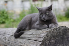 серый красивый кот лежит на бревне летом.  Gray Beautiful Cat Lies On A Log In The Summer