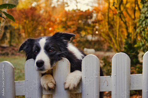 dog border fence