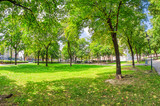 Fototapeta Przestrzenne - Beautiful trees in a city park, summer season