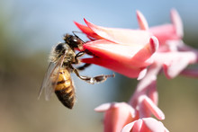 Bee On Pink Flower At UNAM Botanical Garden, Mexico