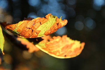 Sticker - Autumn Leaves - Bad Schallerbach - Austria