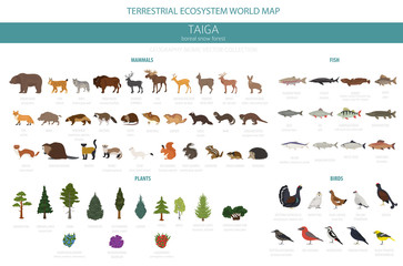 taiga biome, boreal snow forest. terrestrial ecosystem world map. animals, birds, fish and plants in