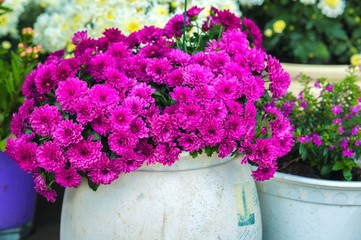 Wall Mural - Pink garden flowers at flowerpot