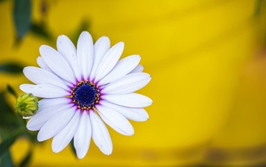 Wall Mural - White trailing African daisy flower on yellow background