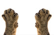 cat paws with claws on white background