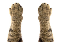 Cat Paws On White Background