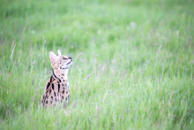 Serval Cat In The Grassland Of The Savannah In Kenya