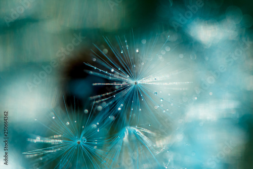 Dandelion fluff with water droplets close up Fototapet