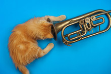 Red Kitten Playing With Golden Trumpet