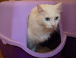 White cat with Heterochromia sitting in a litter box and looking sideways