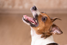 Side View Portrait Jack Russell Terrier, Standing In Front, Brown Background