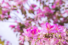 Phanera Variegata Pink Flowers Background.