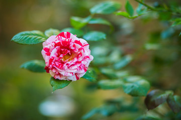 Wall Mural - Pink and white petals rose flowers background.