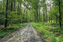 Old Dirt Road Through Forest. Wet Foliage, Puddle After The Rain. Travel Background. Summer Nature Scenery