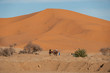 Kamel-Karawane in der Marrokkanischen Wüste