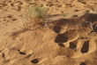Die Wüste lebt! Spuren der nächtlich aktiven Tiere im Sand.