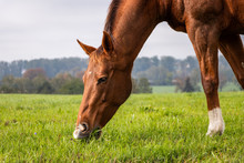 Thoroughbred Horse Is Grazing Grass On Pasture